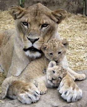  母狮, 雌狮 with her cub