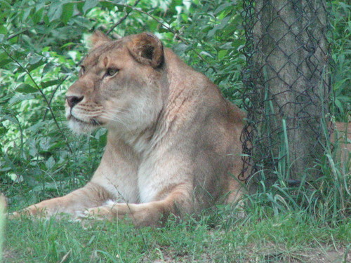 mama lioness