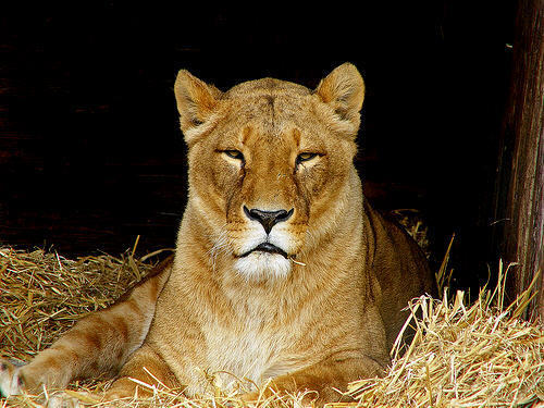  mama sư tử cái, lioness