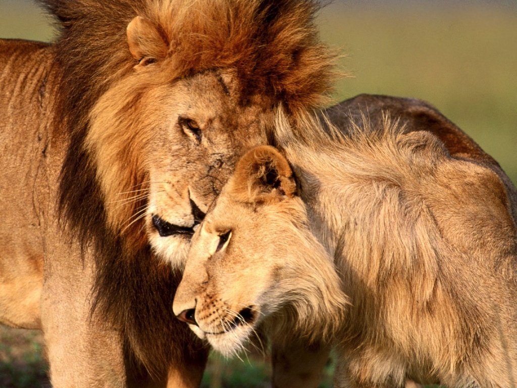 mama & papa lion