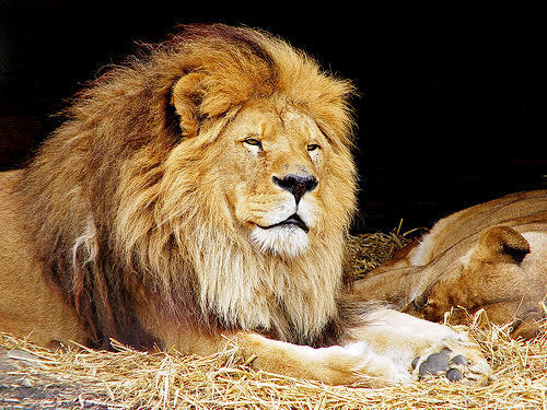  mama & papa lion