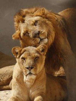  mama & papa lion