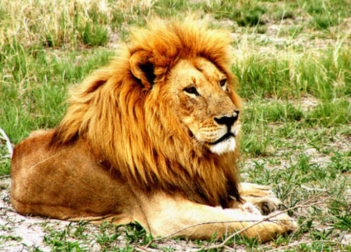 the male lion