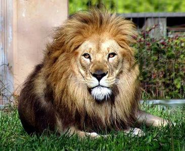  the male lion