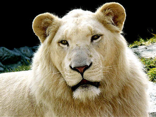  white lion