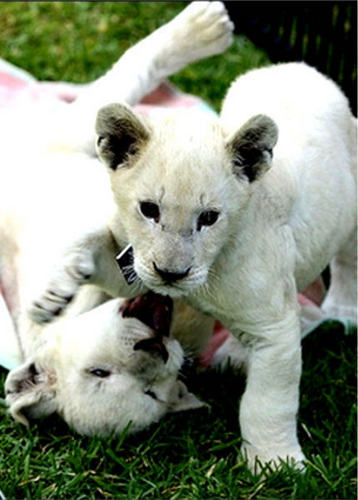 white lion cubs playing