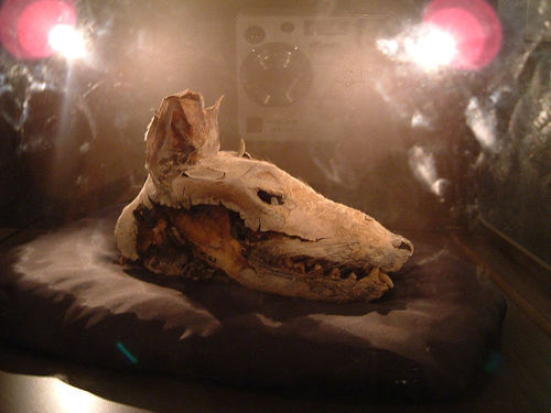  4,000 tahun old mumified head