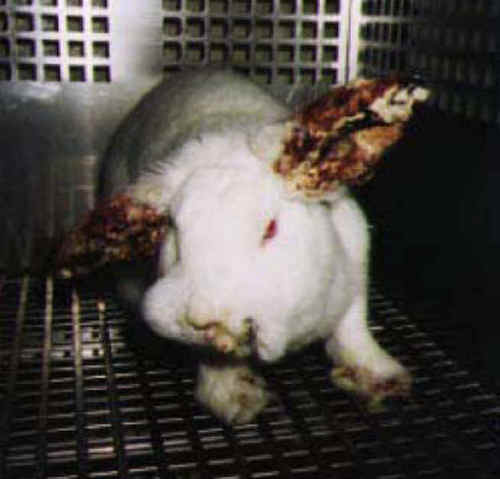  Against Animal Testing!