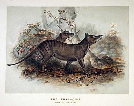  Thylacine