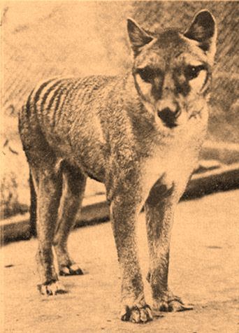  Young Thylacine