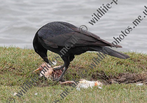  crows :O