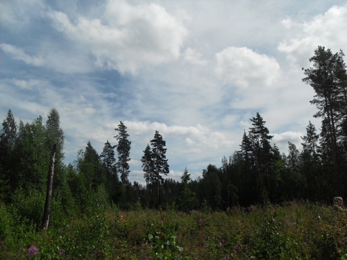  kerttu's unedited summer foto from all over finland