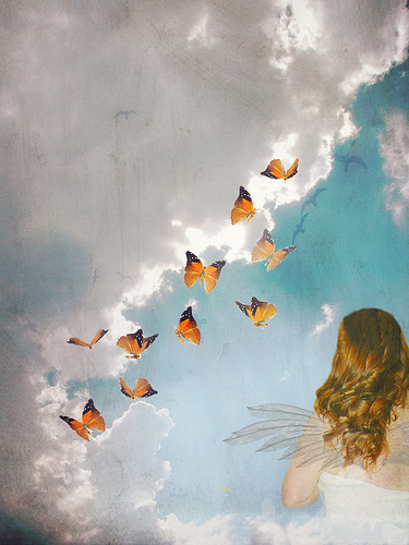  borboletas From Heaven