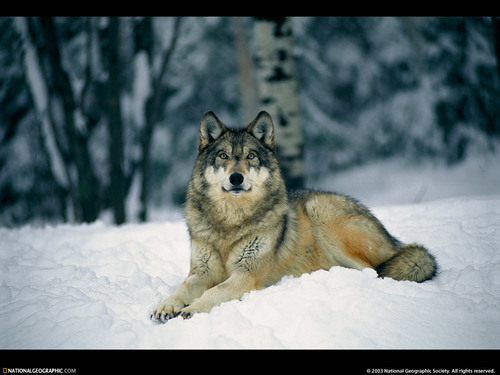  serigala, wolf kertas dinding