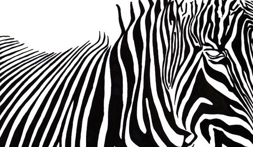  zebra Stripes
