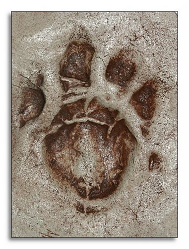  Cast of Footprint, Thylacine