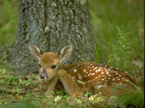  A Young Deer