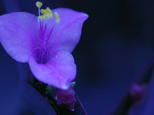  Purple цветок