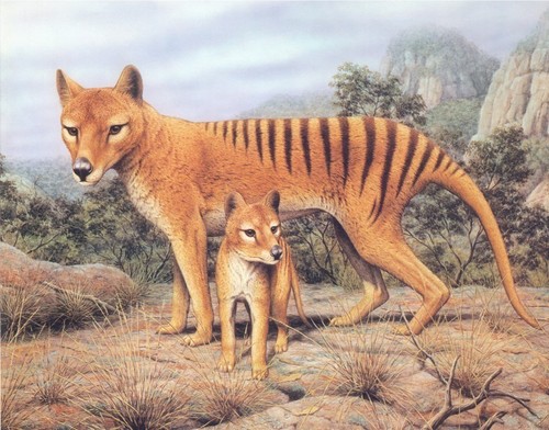  Thylacine Painting