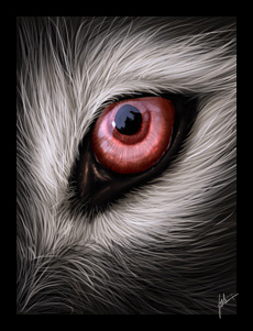  Wolf's eye