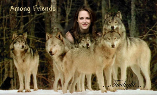  Bella and the wolfs