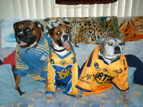  Even the perros go for Parra now!