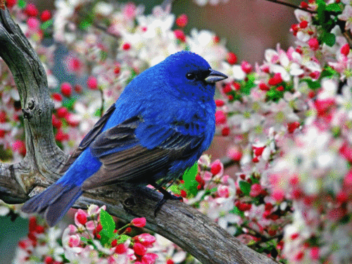 Happy Blue Birdy