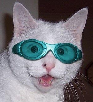  Cat with Goggles लोल
