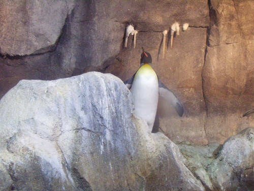  manchot, pingouin at the Pittsburgh Zoo