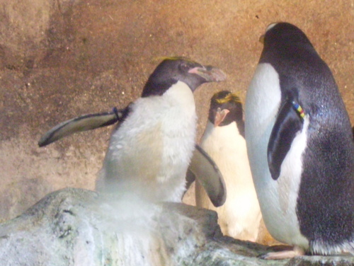  Penguins at the Pittsburgh Zoo