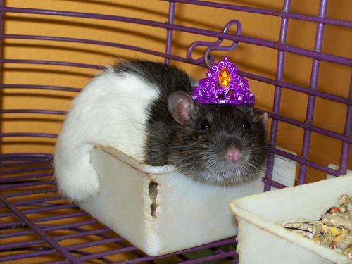  Royal tikus