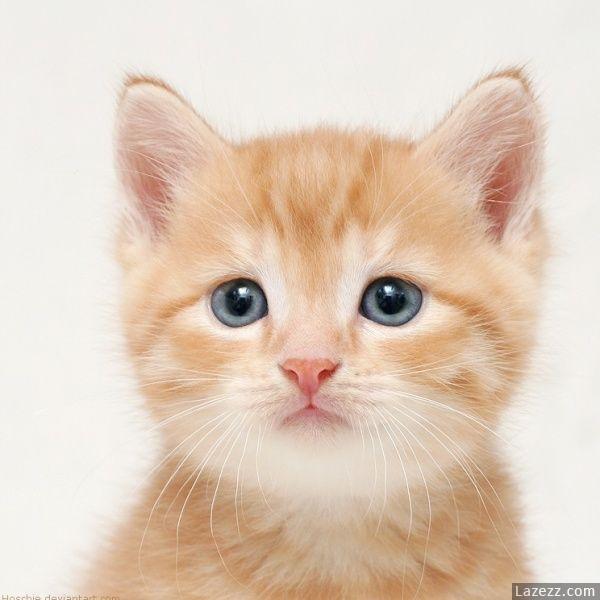 cute cats - Cats Photo (8477446) - Fanpop