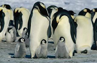  Emperor penguins and their chicks