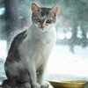 my kitty Thumbelina on the window sill 789703011 photo
