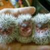 baby hedgehogs  Jacobchic photo