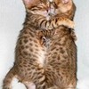 Kute kittiie hugs xxx LiilacLottiie94 photo