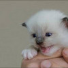 Tiny Kitten LiilacLottiie94 photo