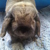 My baby bun, Flopsy (Mr F) Myf_1992 photo