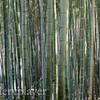 bamboo Poison_soulz photo