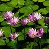 Water lilies Poison_soulz photo