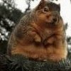 Chuck the fat but cute squirrel!!! WrigleyRocks66 photo