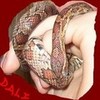 My pet snake Dali ♥ cheeeese photo