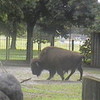 Bison I saw at a zoo dude9245 photo