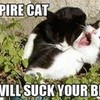 its meeeeeeeeeee!! i love vamps and i love cats!! iluvtony96 photo