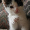 my kitten miley205 photo