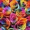 roses r roses but they are not red they r rainbow lol :D princesspinkla photo