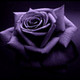 purplerose's photo