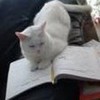 my cat reading twilighter83 photo