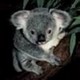 Koala2899's photo